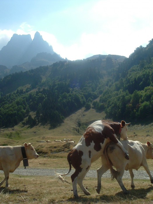 La vache! a grimpe dur face au pic du Midi d'Ossau