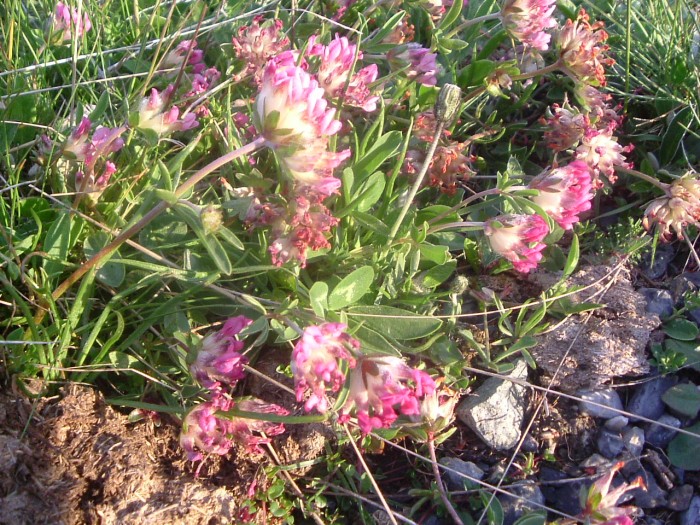 Anthyllide vulnraire des Pyrnes