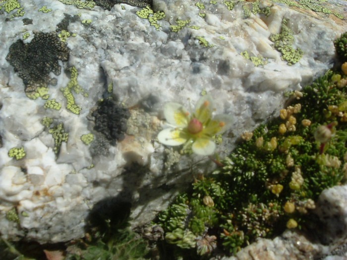Saxifrage d'Irat