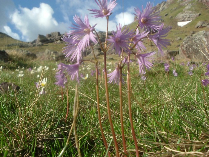 Soldanelle dans la vallée de Tena