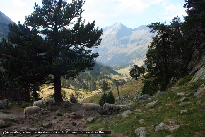 Pic de la Sauvegarde