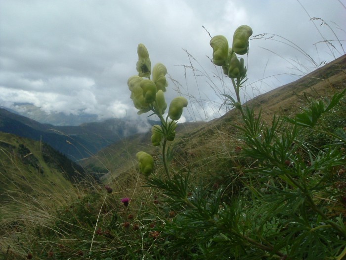 Aconit anthore Aconit anthore