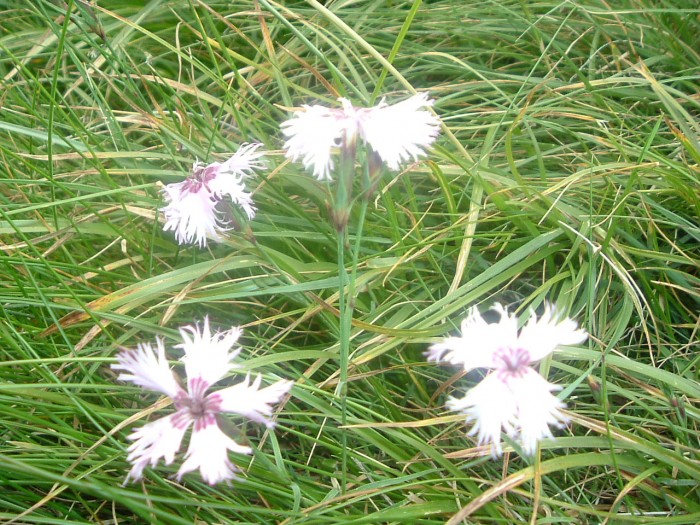 Oeillet de Montpellier Oeillet de Montpellier