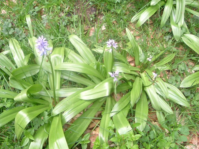 Jacinthe des Pyrnes