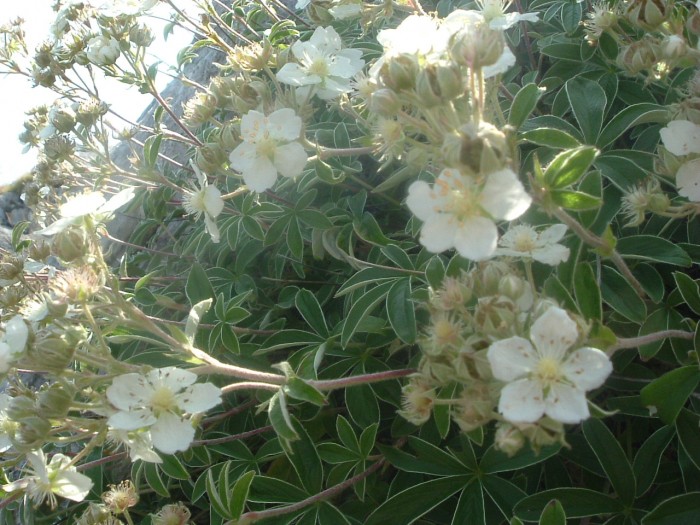 Potentille  feuilles d'alchmille