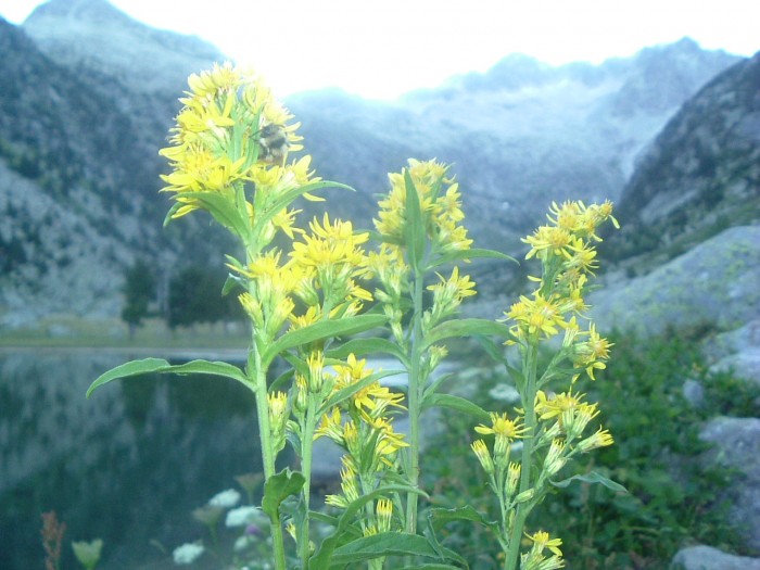 Gentiane de Montserrat