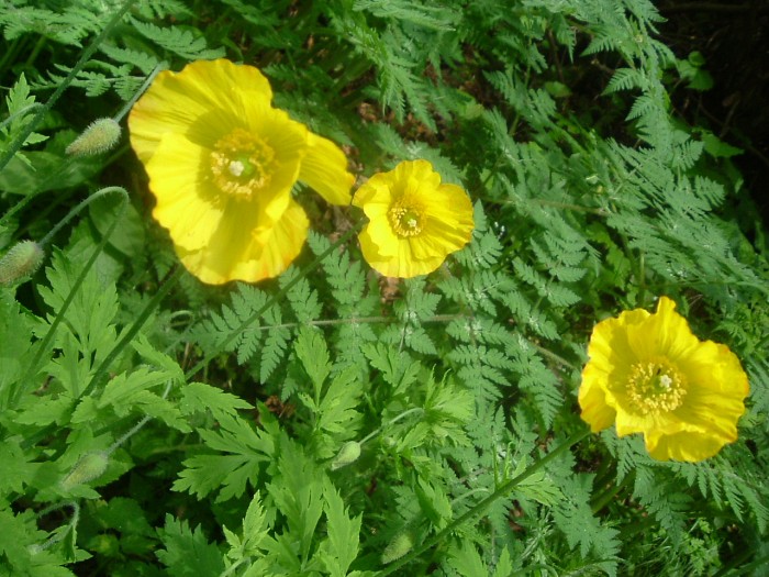 Meconopsis du Pays de Galles