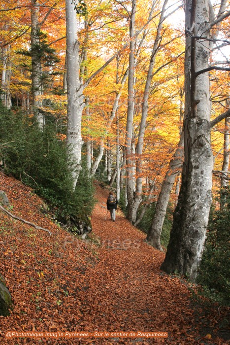Automne en valle de Tea