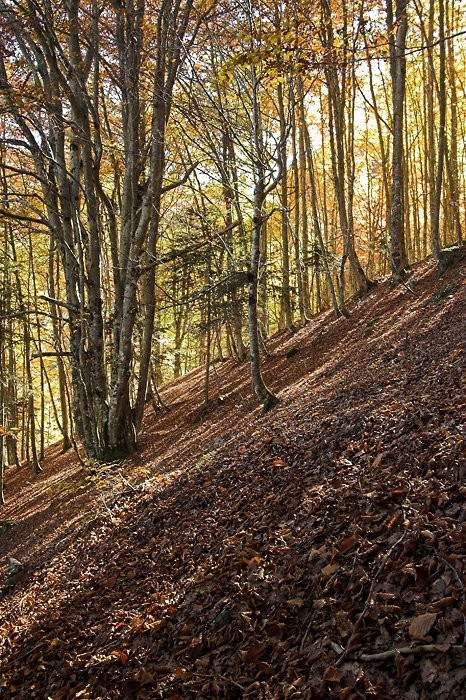 Couleurs d'automne