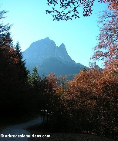 Sur le chemin des Lacs d'Ayous