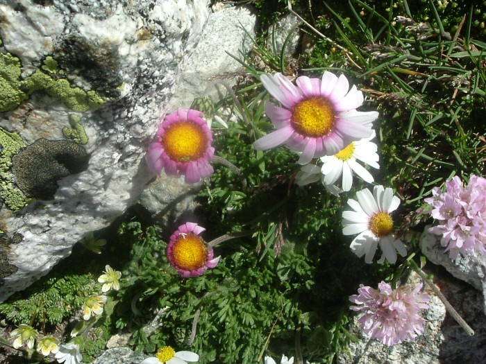 Leucanthme des Alpes
