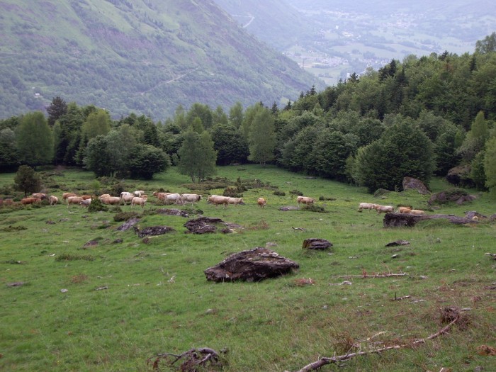 plo de la coum