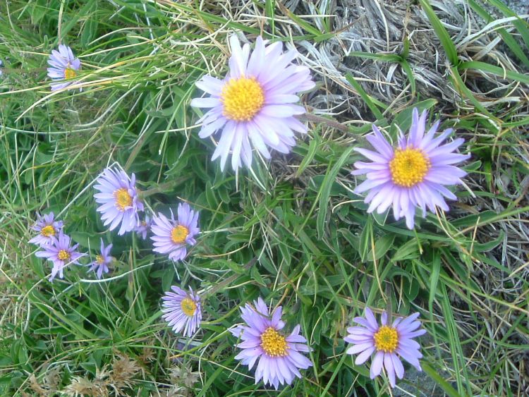 Aster des Alpes