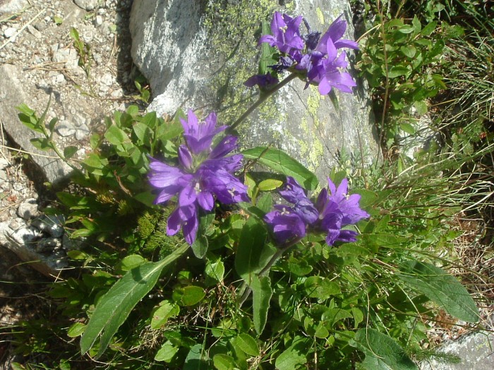Campanule agglomre