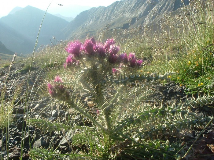 Chardon des Pyrnes