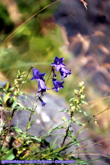 Campanules