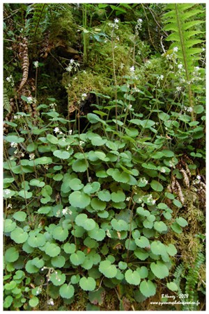 Saxifrage hirsute