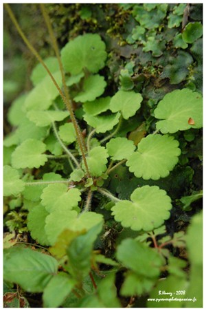 Saxifrage hirsute