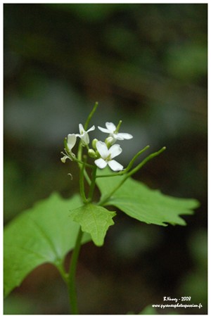 Alliaire officinale