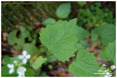 Feuille de l'alliaire officinale
