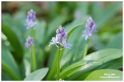 Scille lis-jacinthe