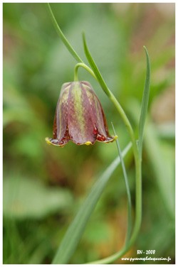 Fritillaire des Pyrnes