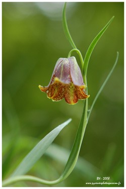 Fritillaire des Pyrnes