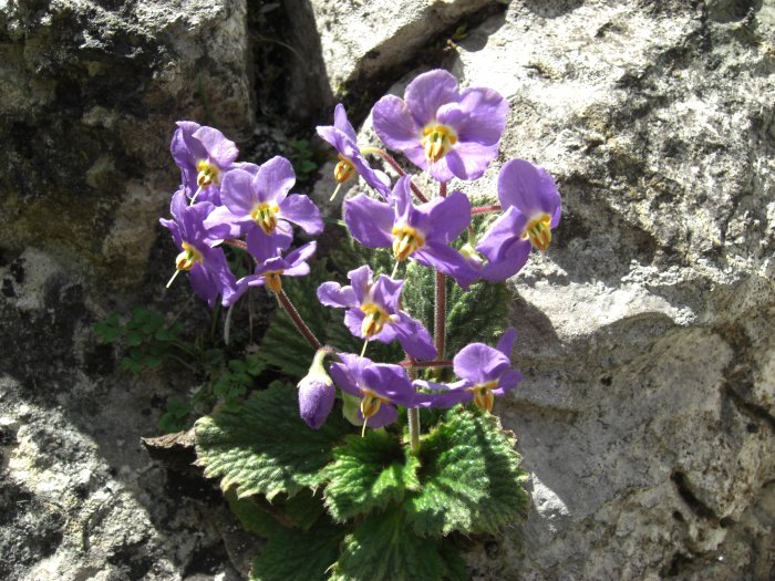 Ramonde des Pyrnes