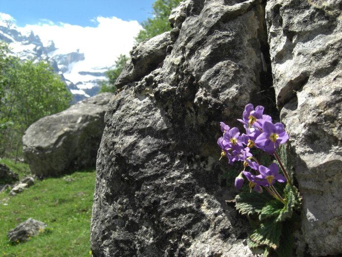 Ramonde des Pyrnes