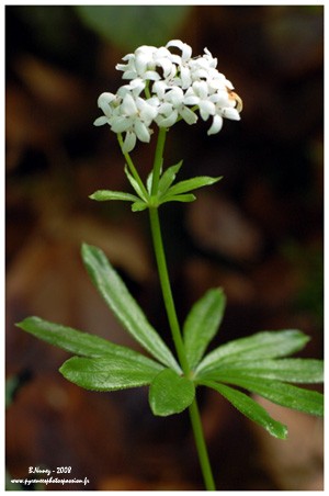 Asprule odorante