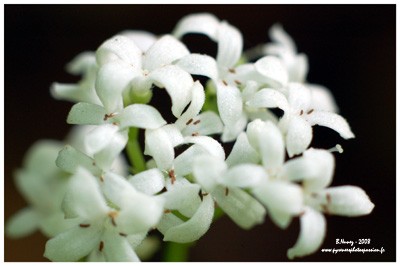 Asprule odorante