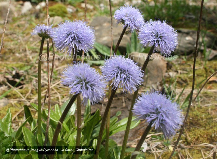 Globulaires