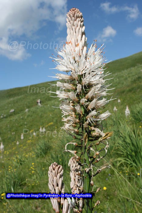 Asphodèle blanc - Fleurs en randonnée