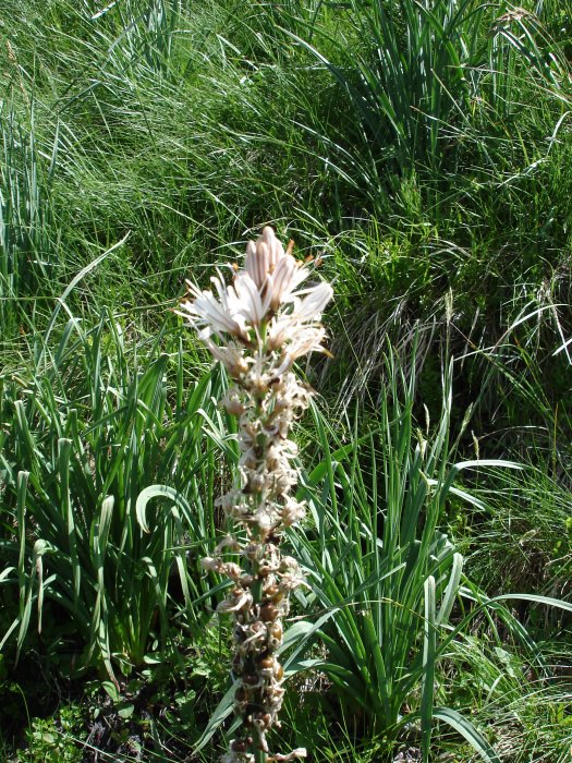fleur de montagne