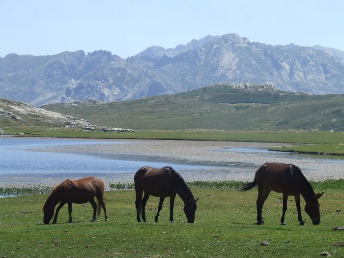 lac de nino