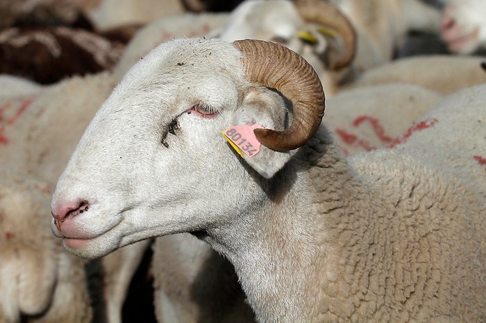 Mouton dans la vallée de Héas Mouton dans la vallée de Héas
