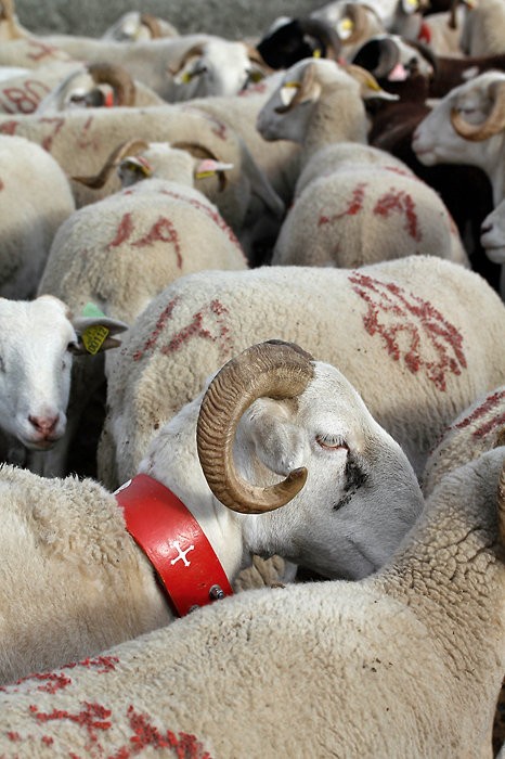 Moutons aux Aguilous