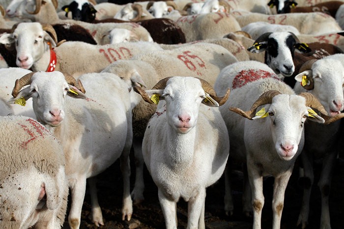Bonjour les moutons