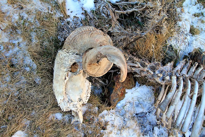 Rencontre macabre sur la monte