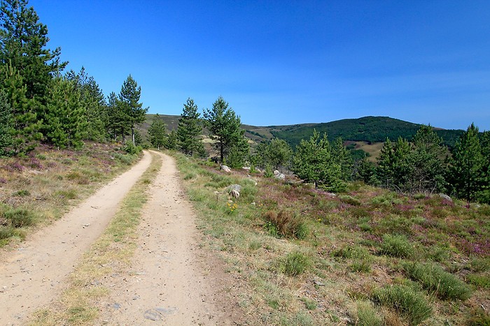 Sentier forestier au col du Sapet