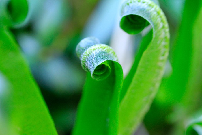 Macro dans le trou de Bozouls