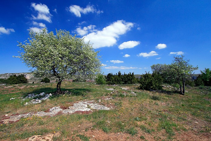 Arbre au dessus du cirque de Navacelles