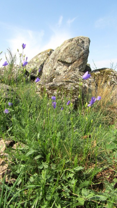 Fleurs et rochers sur le plateau, la randonne se termine bientt