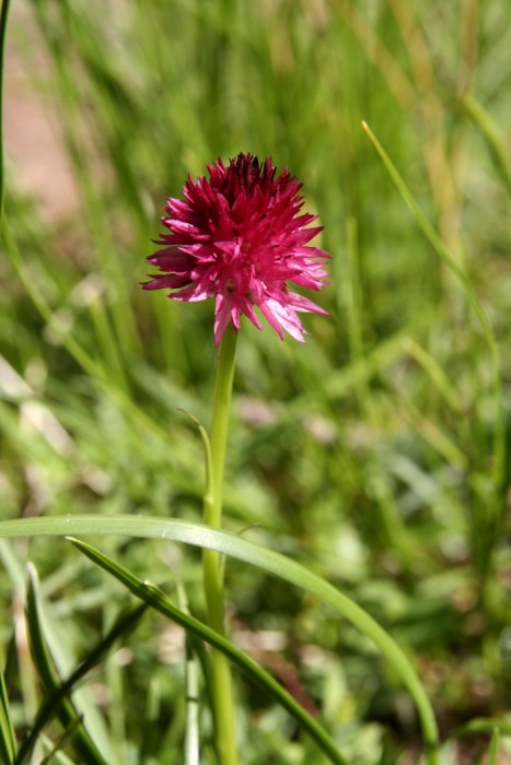 Nigritelle rose dans le Queyras