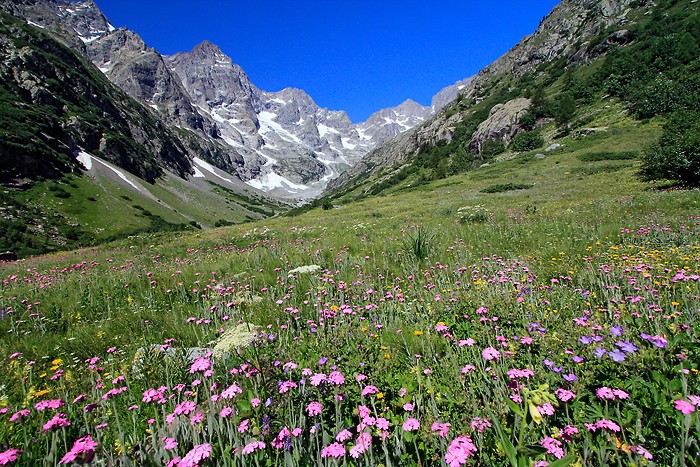 Tapis de fleurs en montant au refuge des Bans