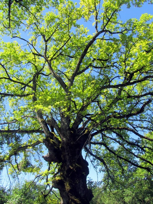 Arbre impressionnant à côté de Souyri, en Aveyron Arbre impressionnant à côté de Souyri, en Aveyron