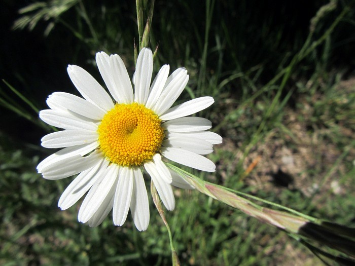 Marguerite des prs en Aveyron lors de la randonne