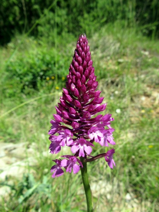 Orchis: fleur lors de la randonnée en Aveyron à côté de Souyri Orchis: fleur lors de la randonnée en Aveyron à côté de Souyri
