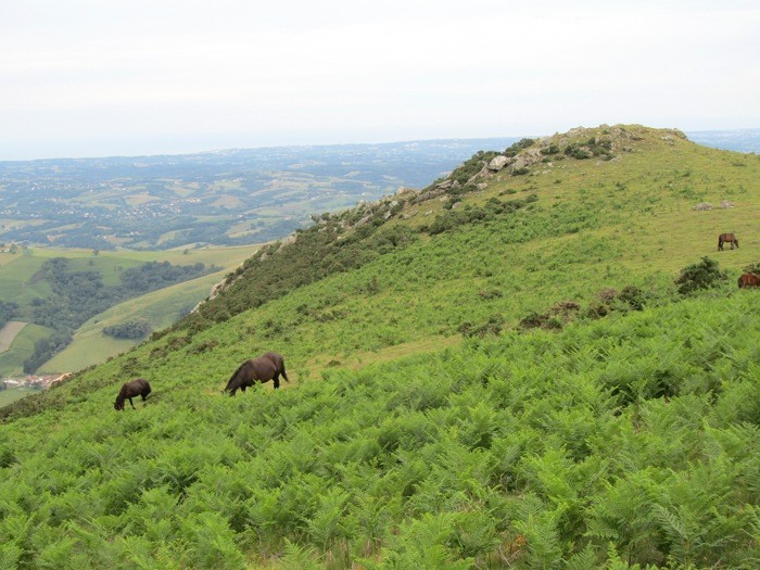 Pottoks lors de la randonne au Mondarrain