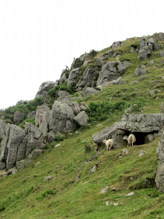 Brebis et vautours: lors de la randonne au Mondarrain